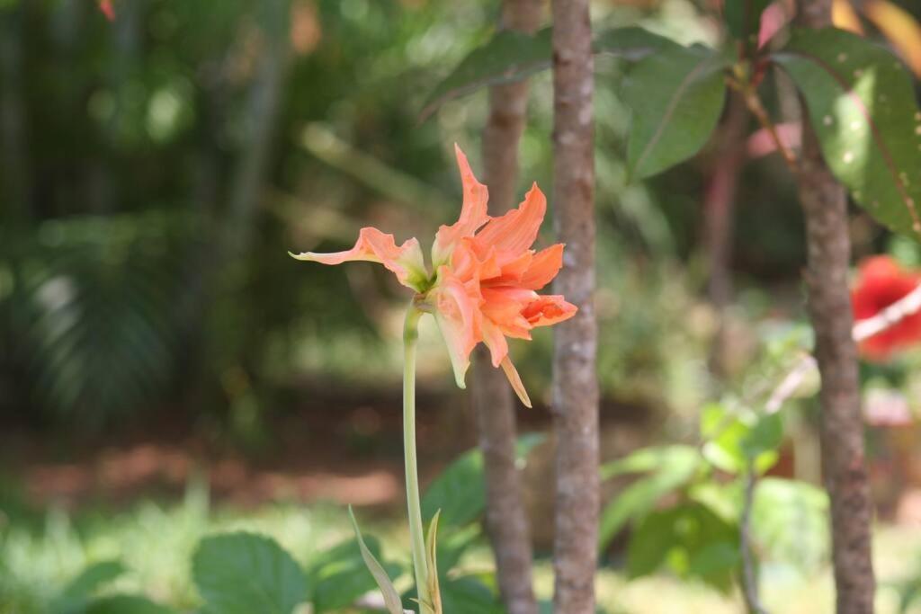 Lush Garden House Near Beaches With Private Pool. ปูแอร์โตเอสกอนดิโด ภายนอก รูปภาพ